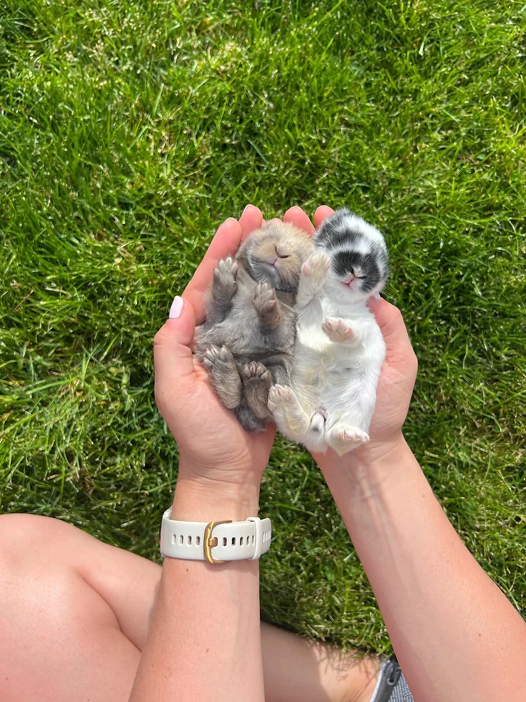 Caring For Your New Baby Bunnies