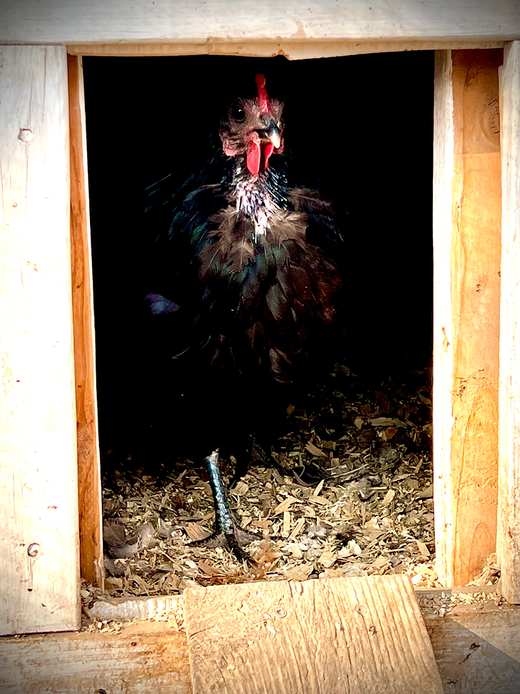 molting australorp chicken