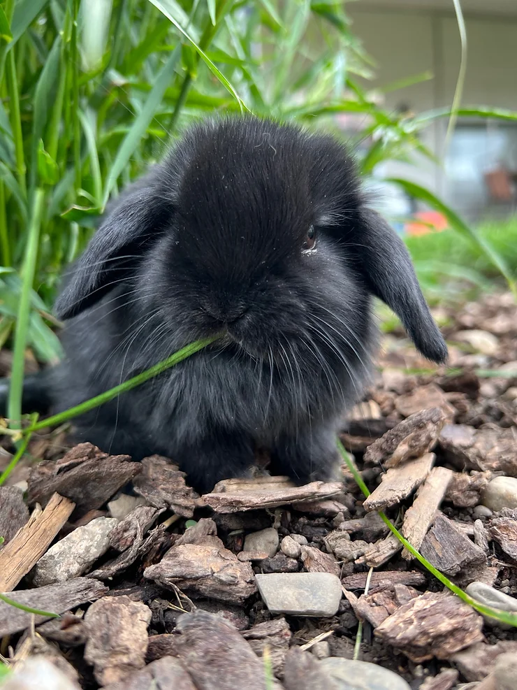 solid black holland lop