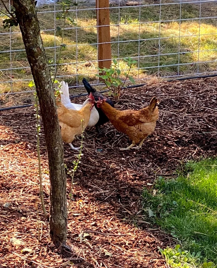 backyard chickens