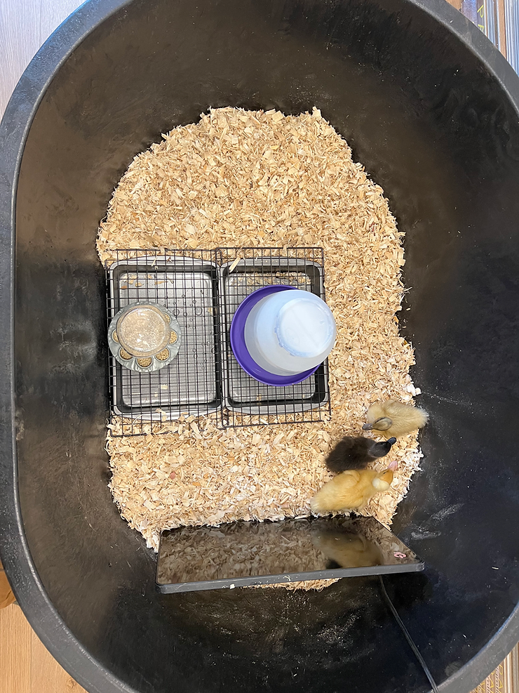 How to Make a No Mess Duckling Brooder