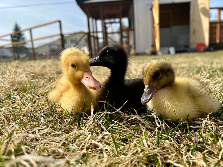 Raising Baby Ducks For Beginners