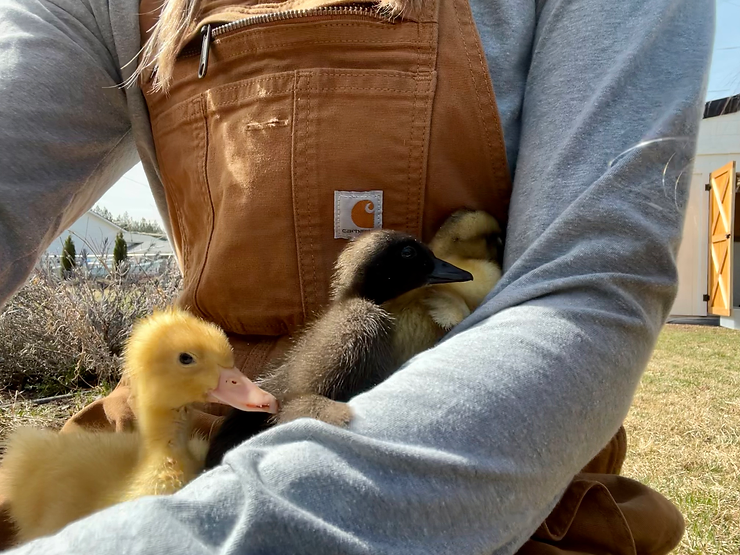 Carhartt overalls with three ducklings