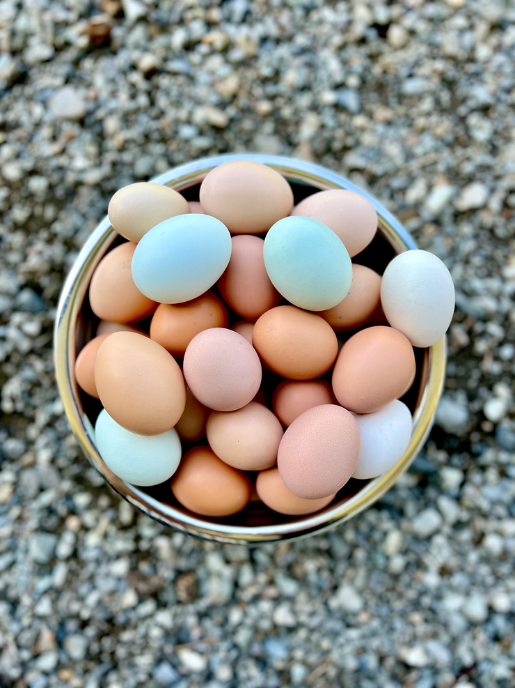 backyard chicken eggs