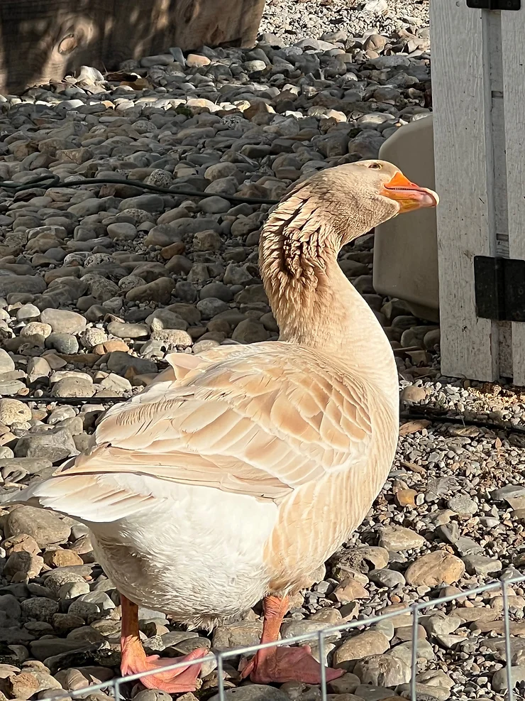 a goose checking the sky for predators