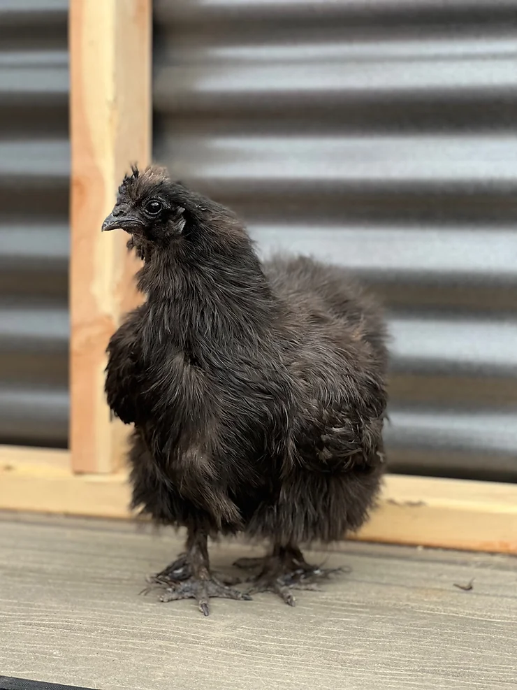 Silkie Chickens – A Great Addition to Any Flock