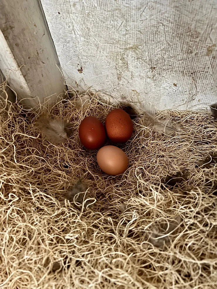 three eggs in a chicken nesting box