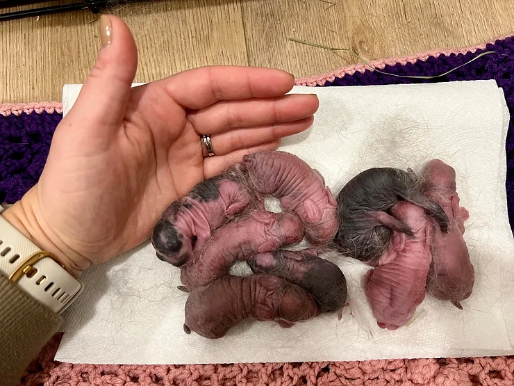 1 day old kits from a Holland Lop bunny