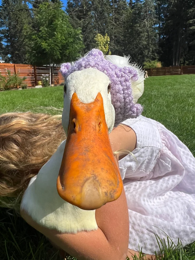 white crested duck with crochet crown on