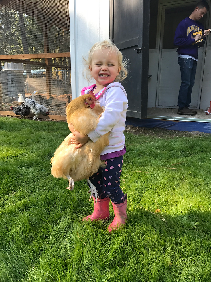 little girl with buff orpington chicken