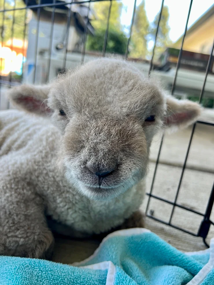 Meet Susan, Our Adorable Babydoll Southdown Sheep