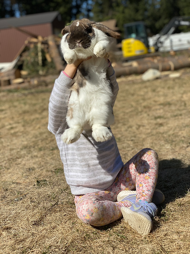 a male Broken black tort holland lop