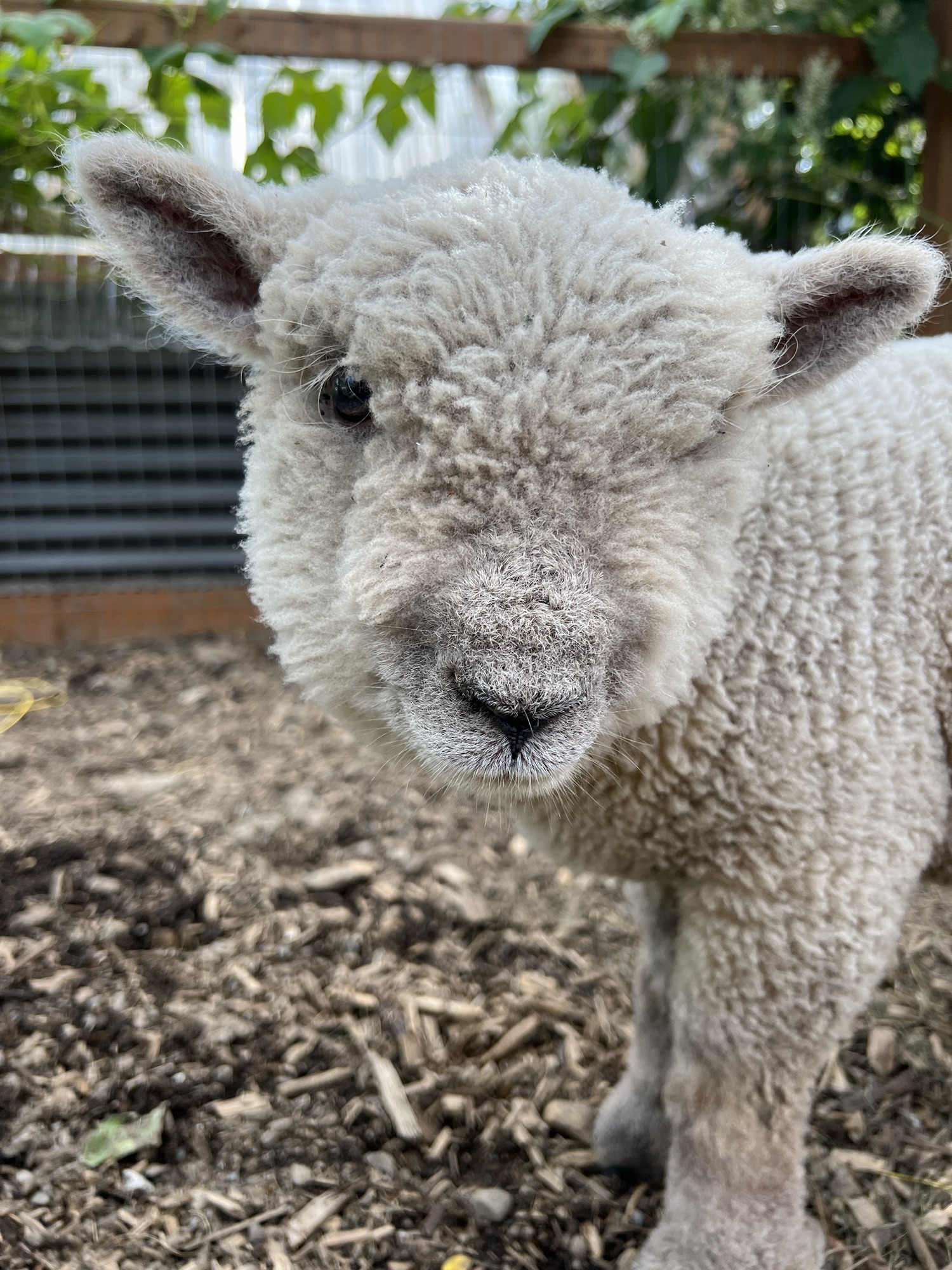 Why Babydoll Southdown Sheep Make Great Pets