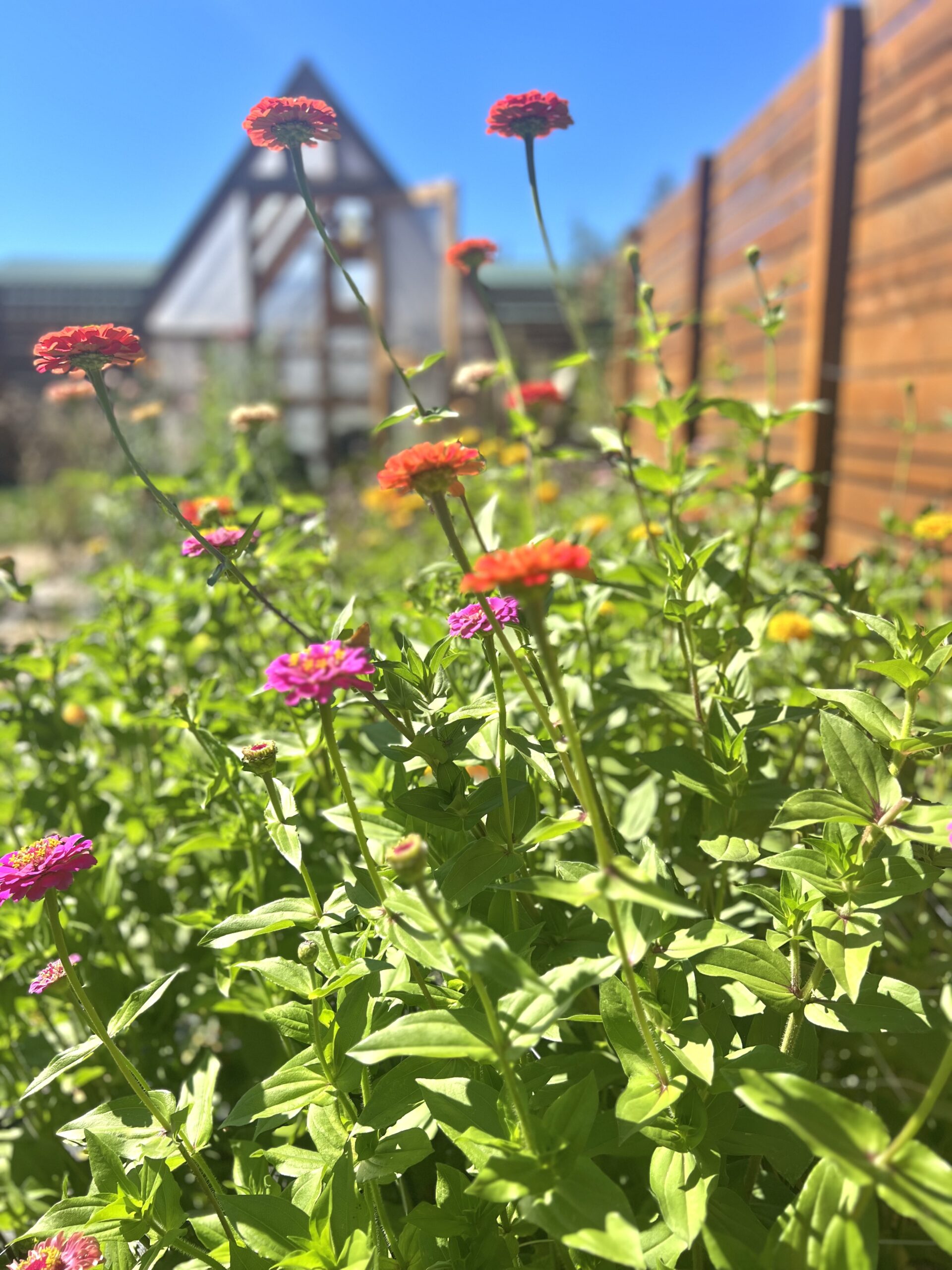 Why Zinnias are the Easiest Flower for a Flower Farmer to Grow