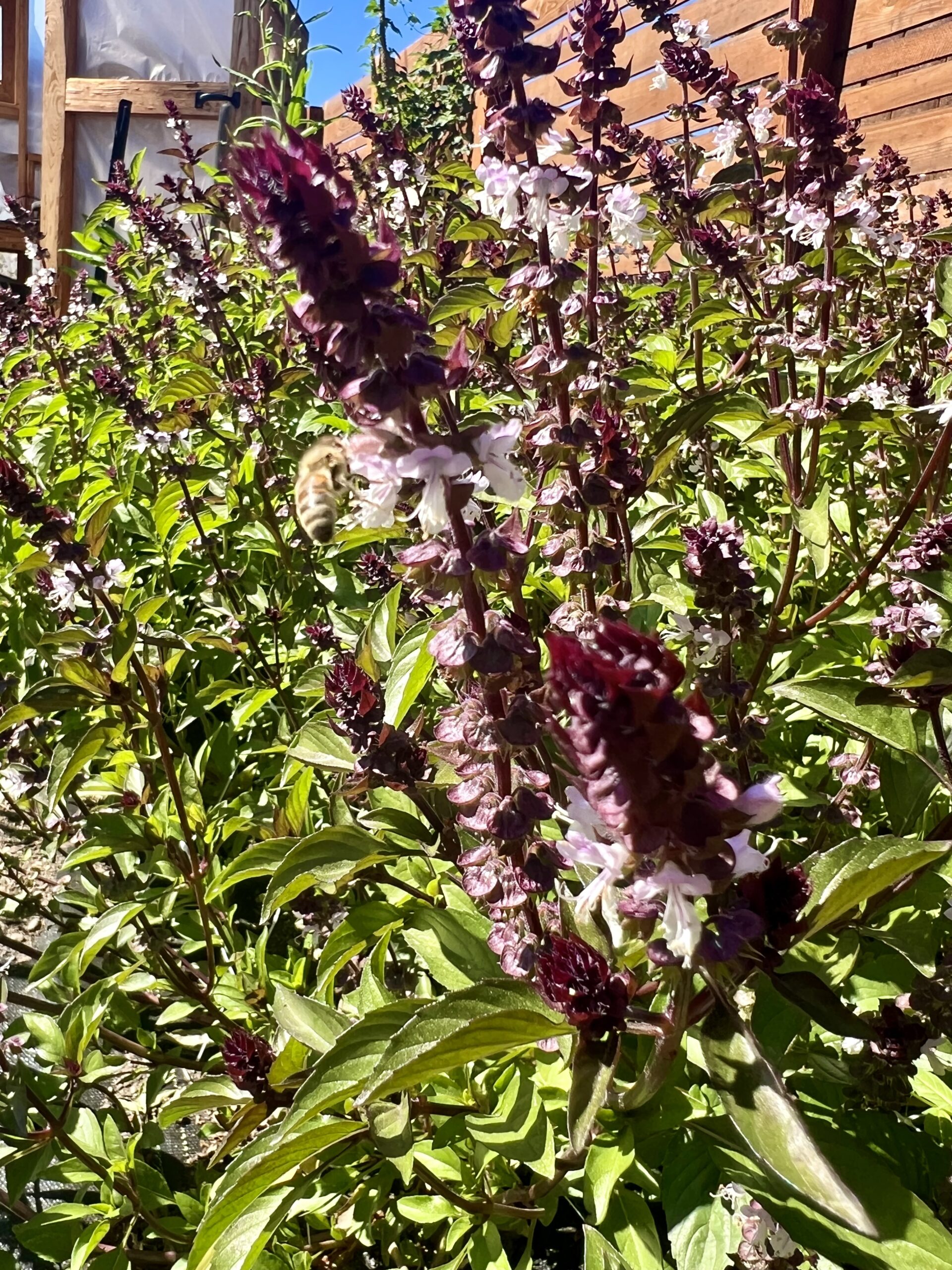 basil plants and a honey bee