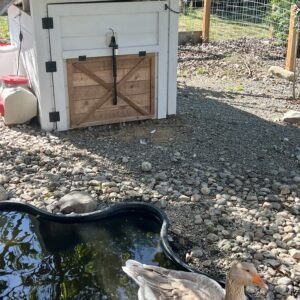 Easy Clean Duck Coop Plans