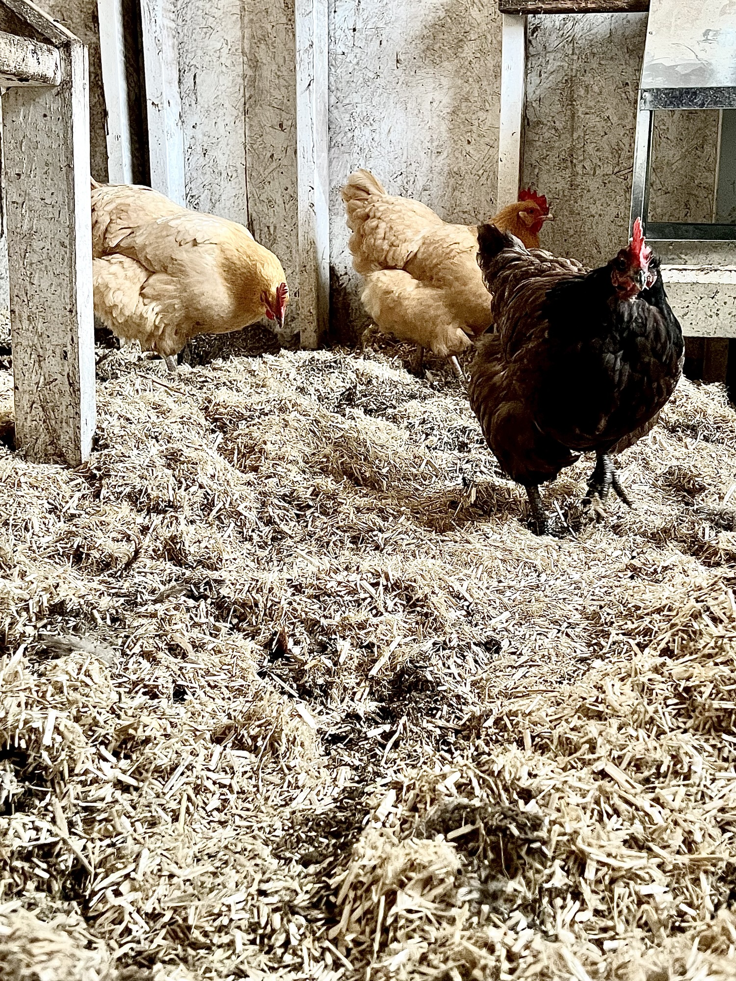 Best Bedding Choices for Your Chicken Coop