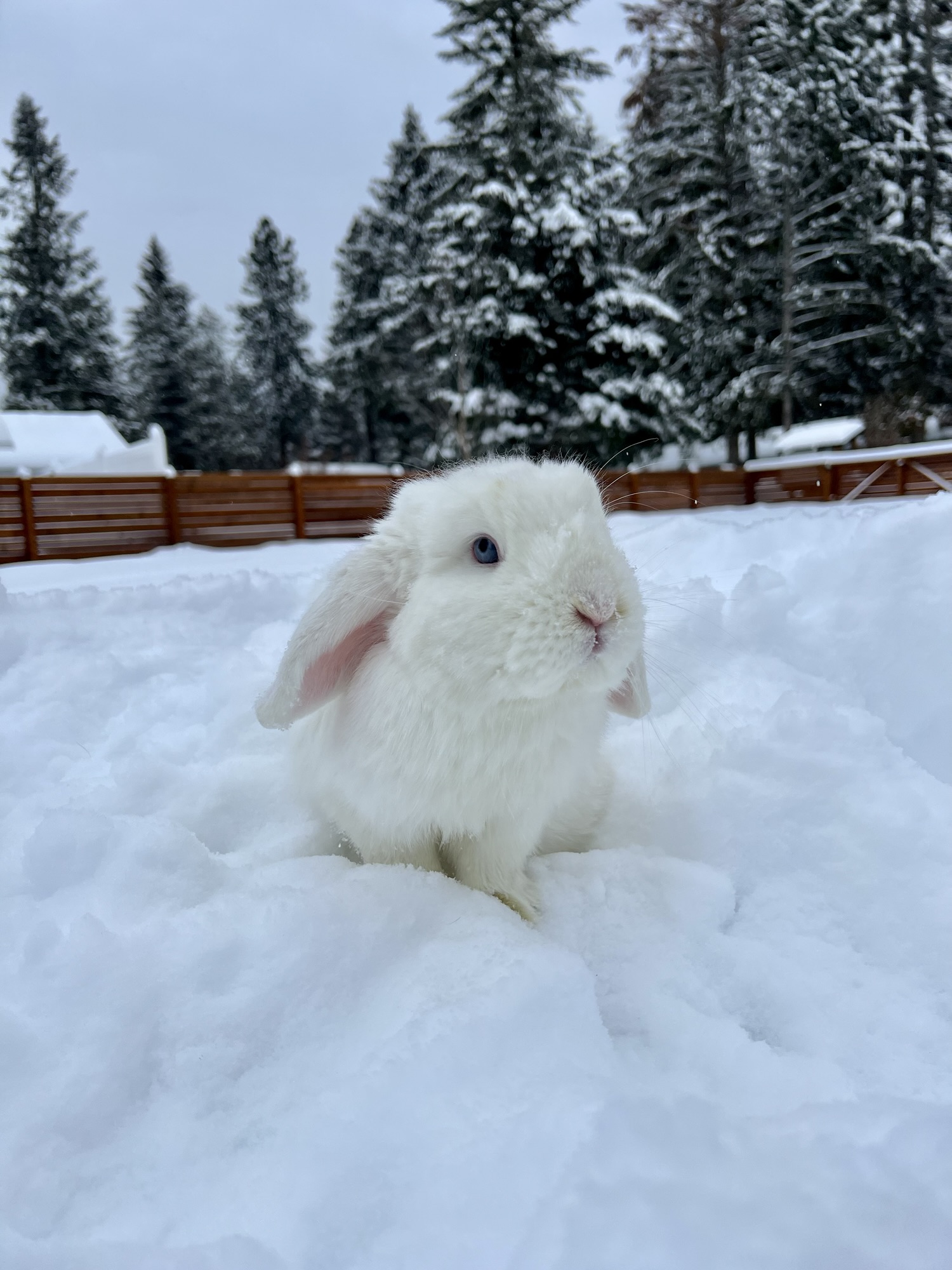 How to Care for Bunnies in the Winter