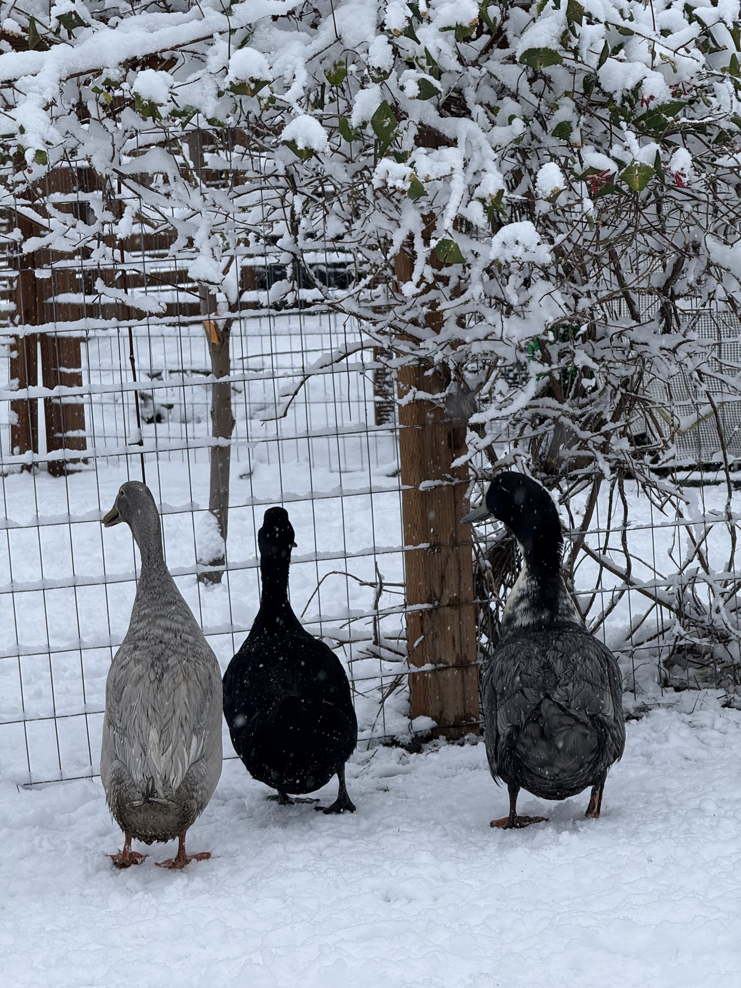 How to Care for Ducks in the Winter