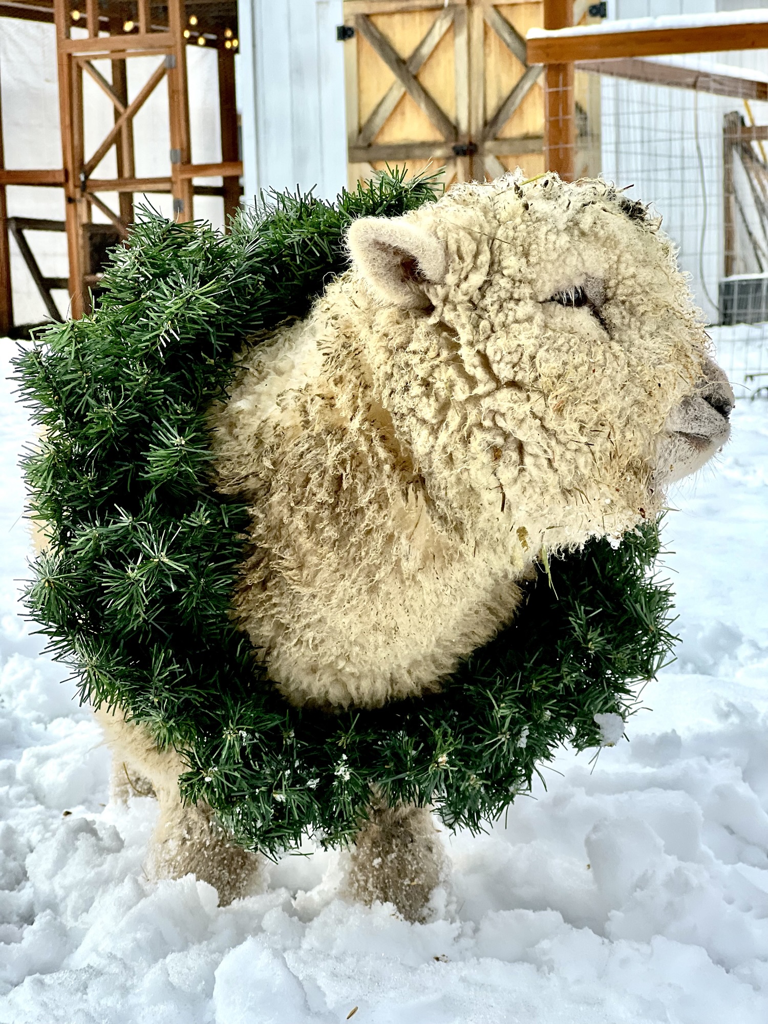 How to Care for Babydoll Sheep in Winter