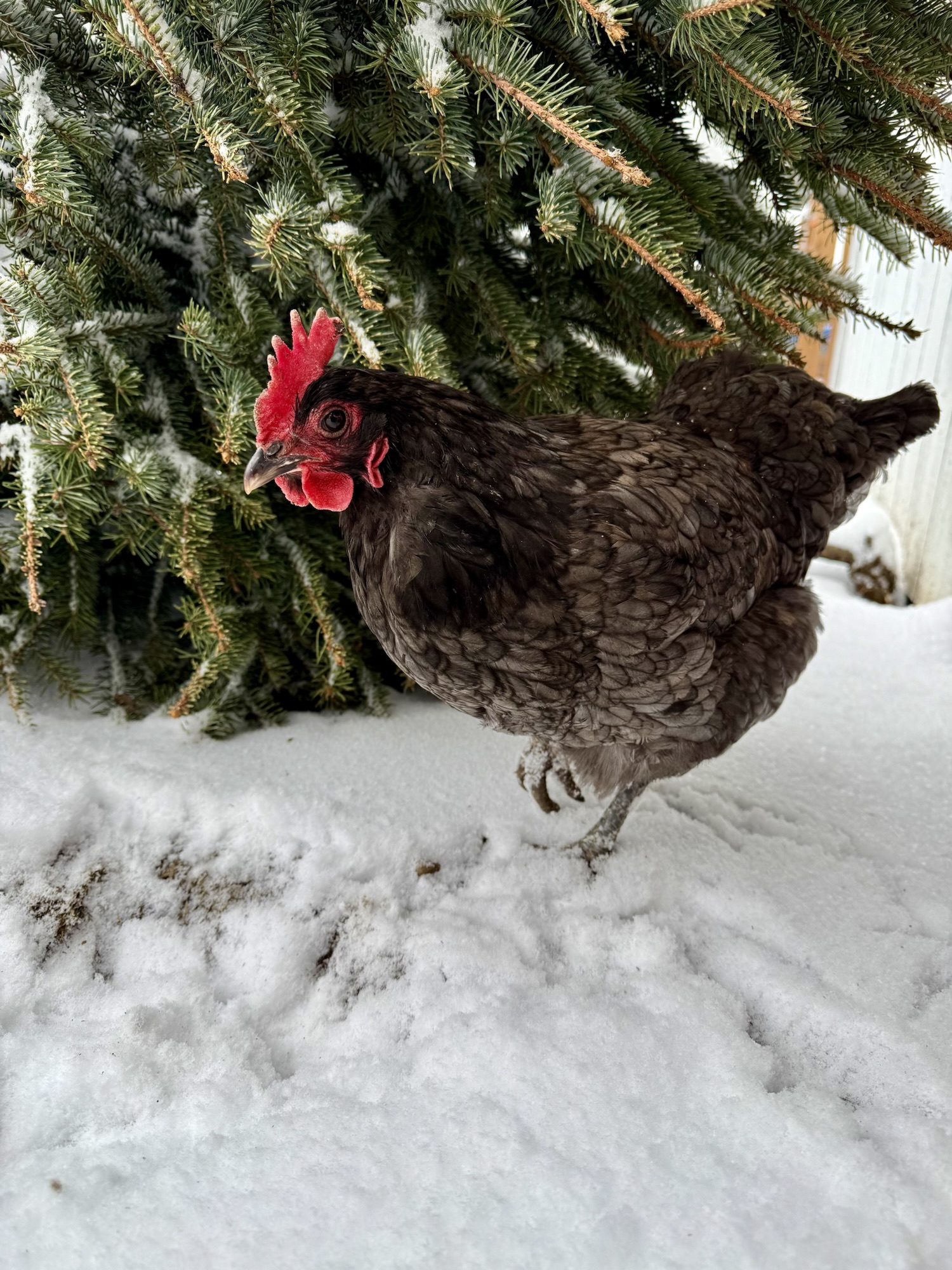 How to Care for Chickens in the Winter