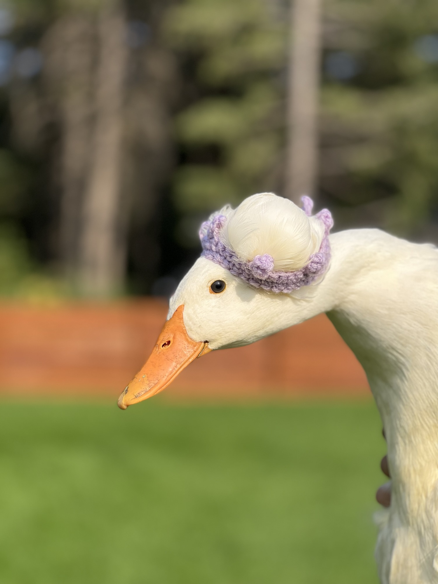 Kid-Friendly Ducks for Your Homestead