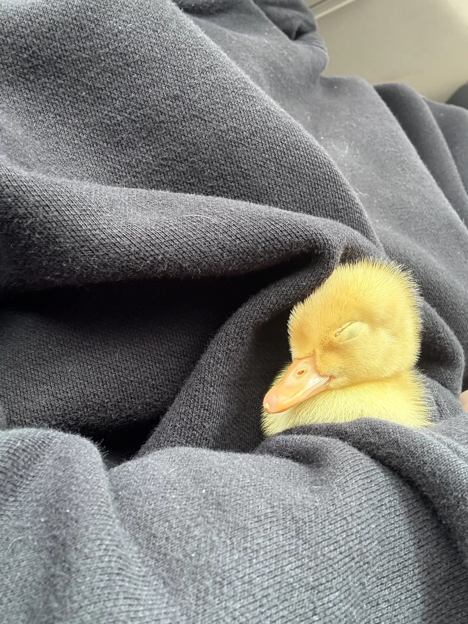 What is an Egg Tooth?