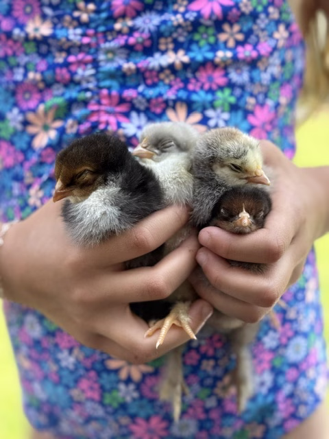 All About Cochin Chickens: The Fluffy Backyard Favorite